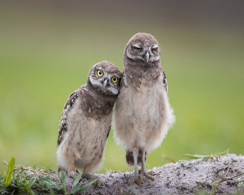 Friends Owls