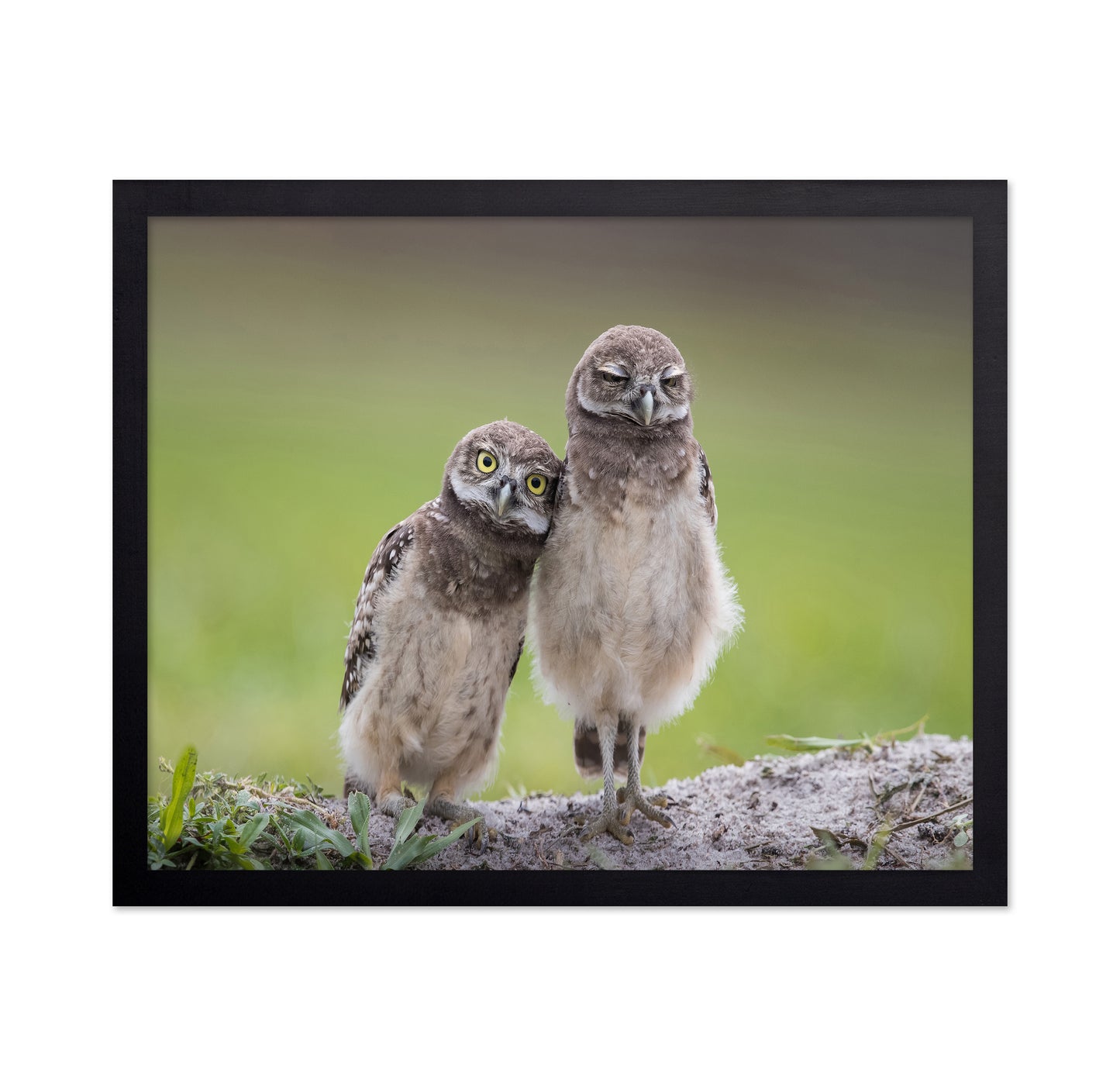 Friends Owls