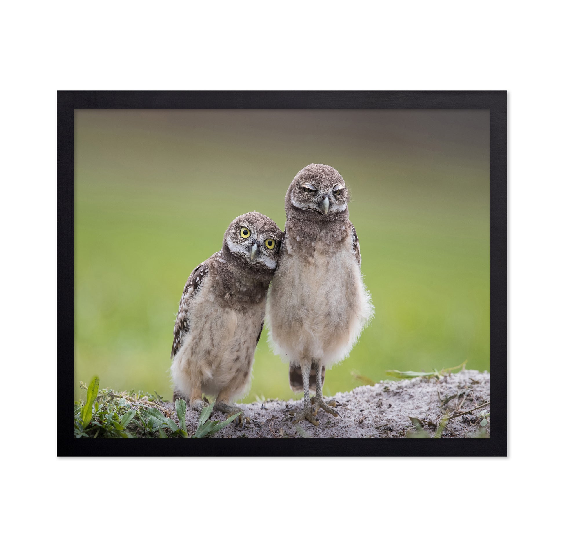 Friends Owls