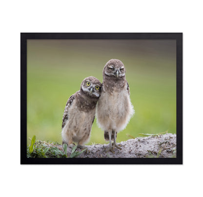 Friends Owls