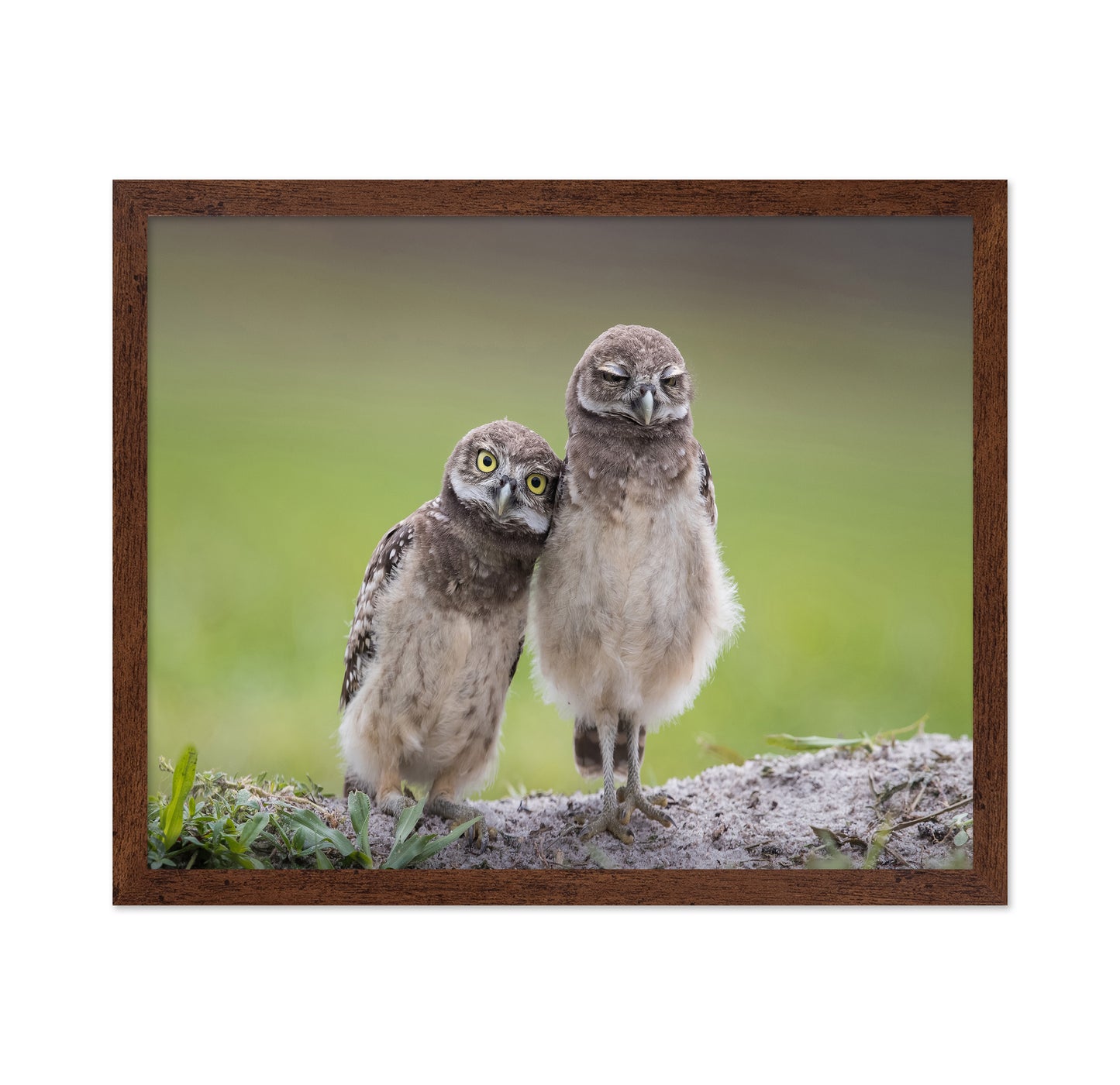Friends Owls