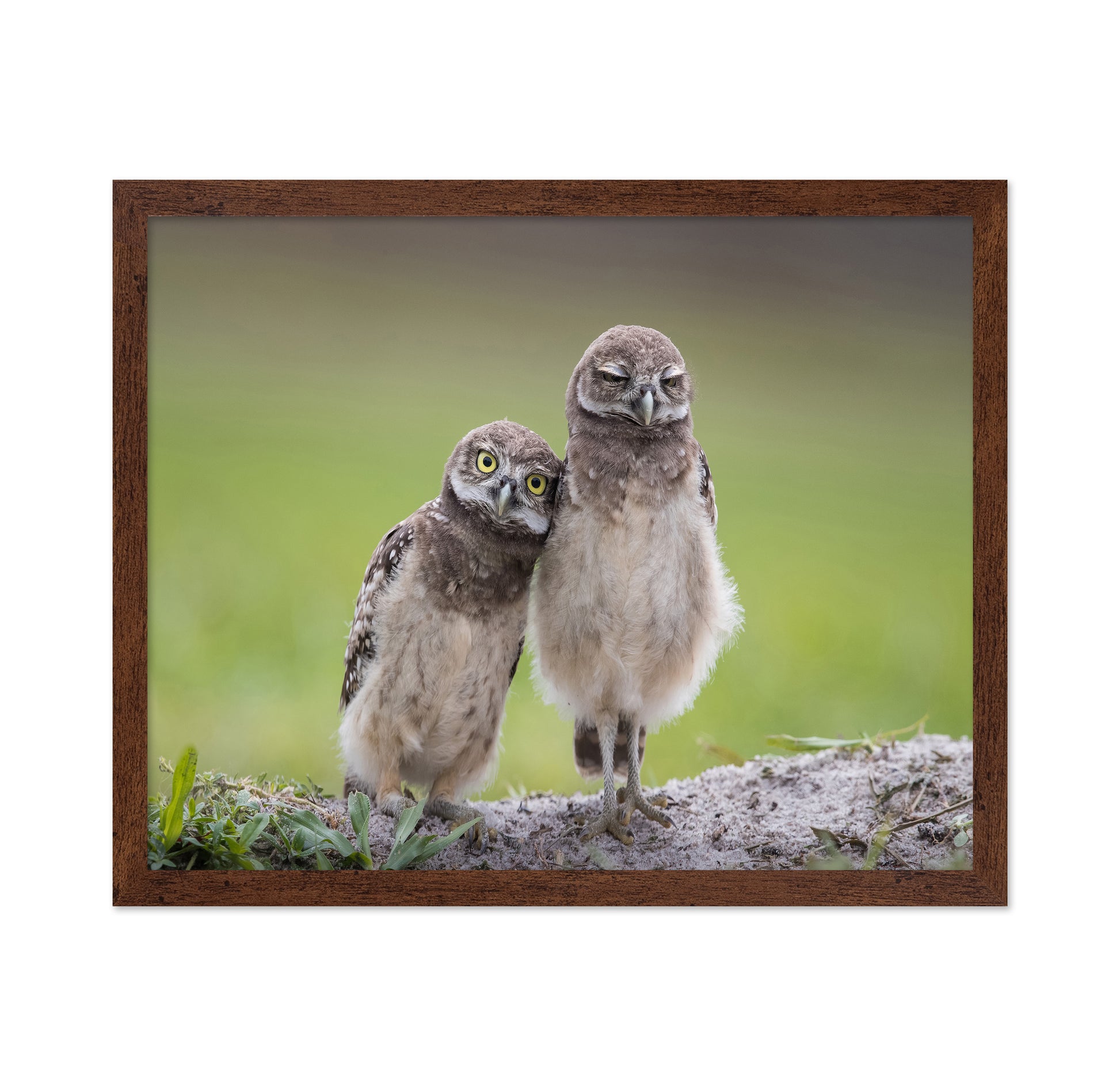 Friends Owls
