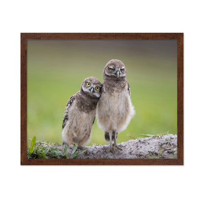 Friends Owls