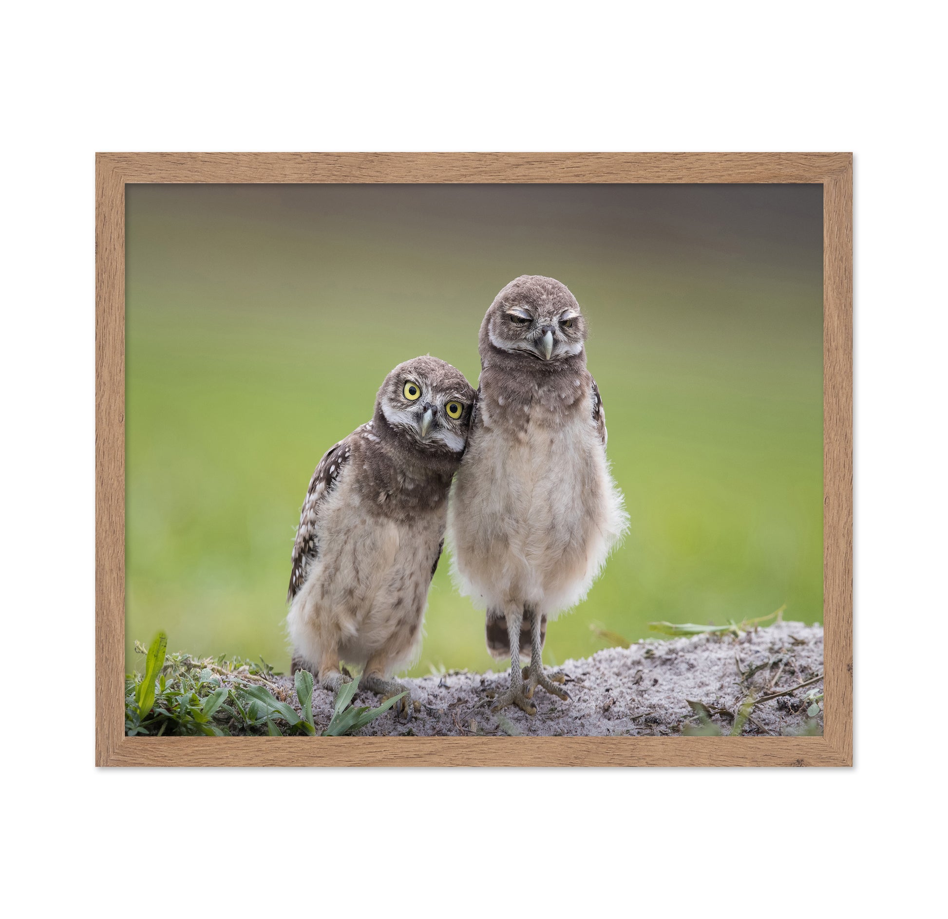 Friends Owls