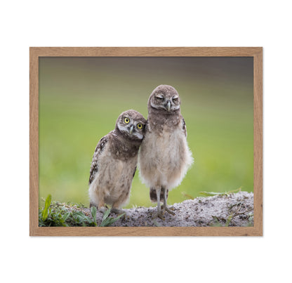 Friends Owls