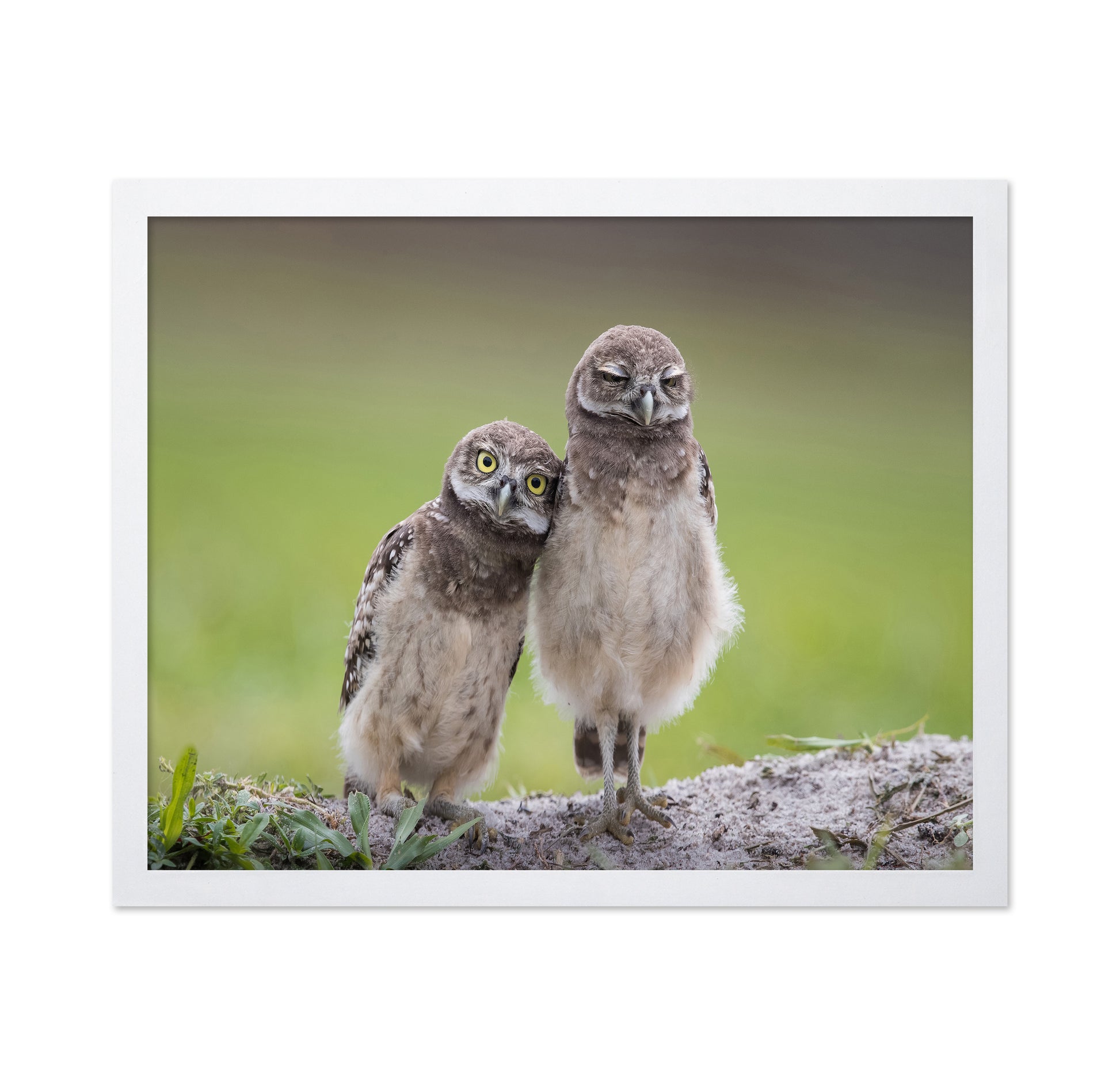 Friends Owls