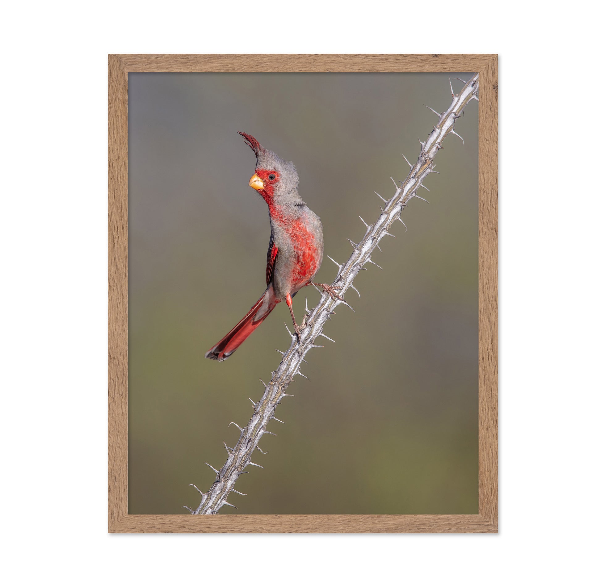 Prickly Bird