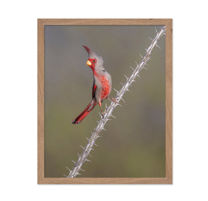 Prickly Bird
