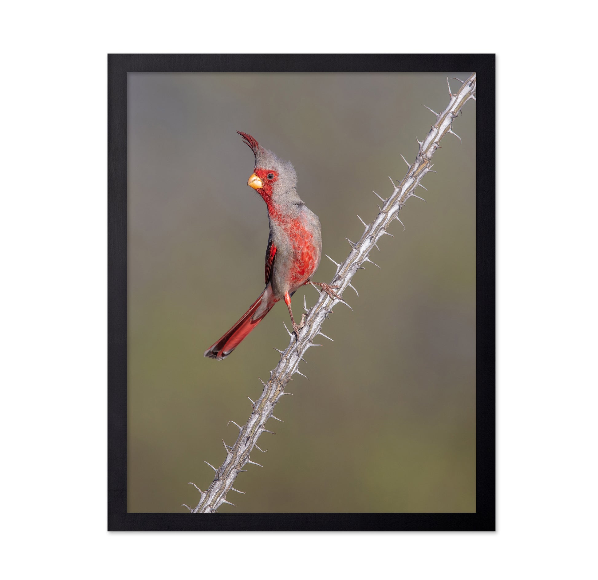 Prickly Bird