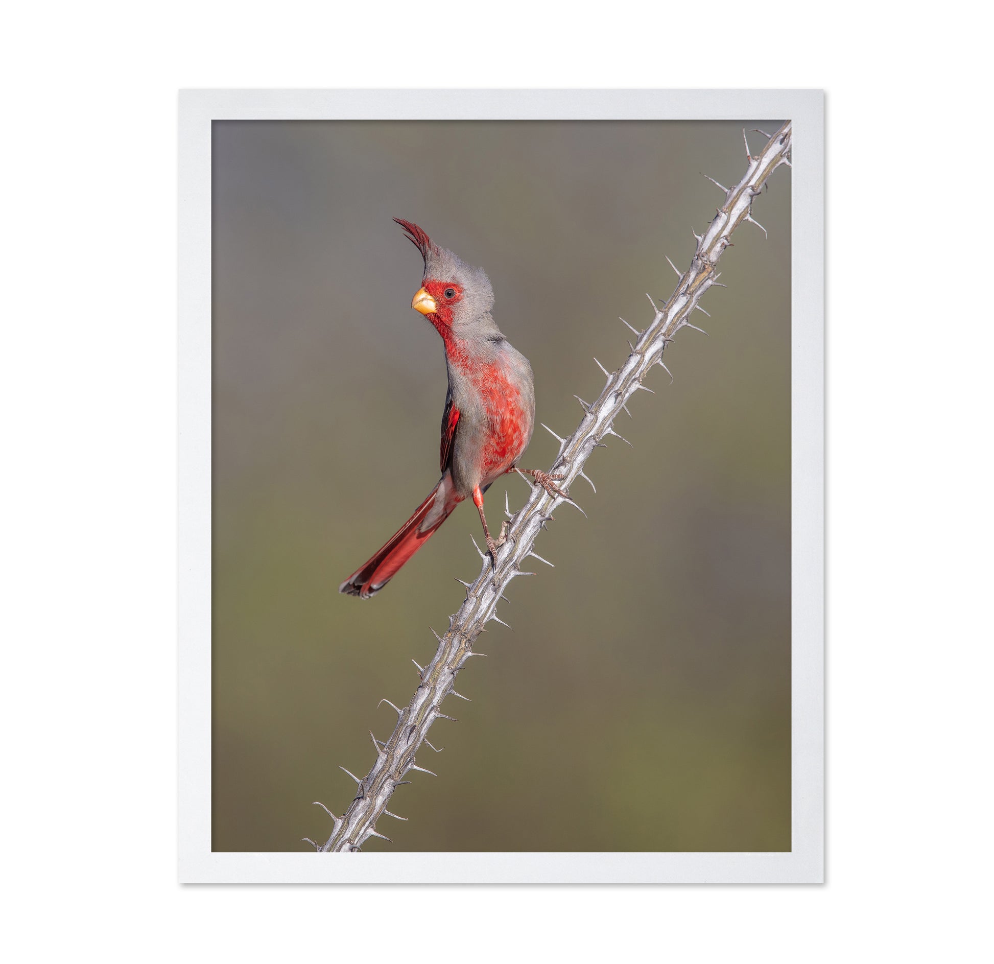 Prickly Bird