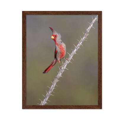 Prickly Bird
