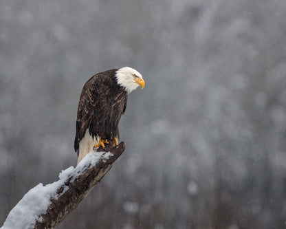 Snow On The Skagit