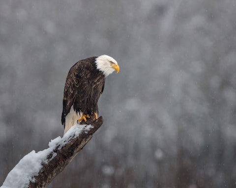 Snow On The Skagit