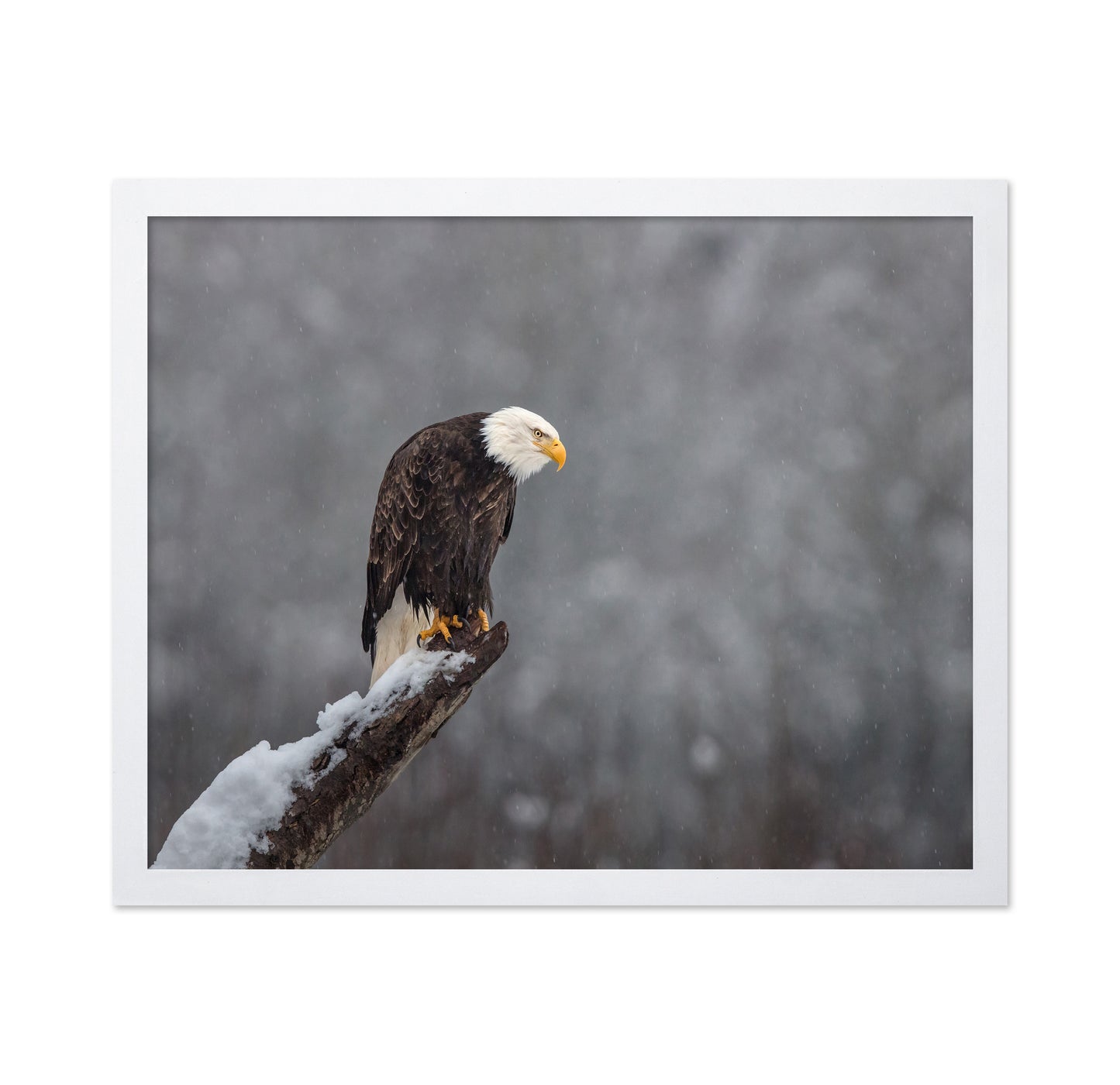 Snow On The Skagit