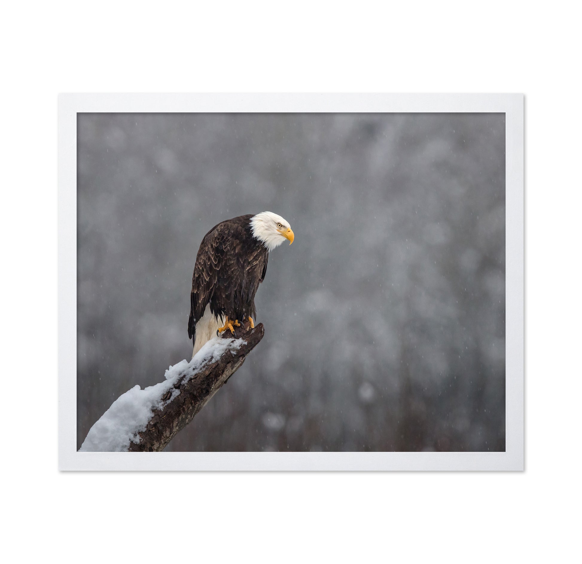 Snow On The Skagit