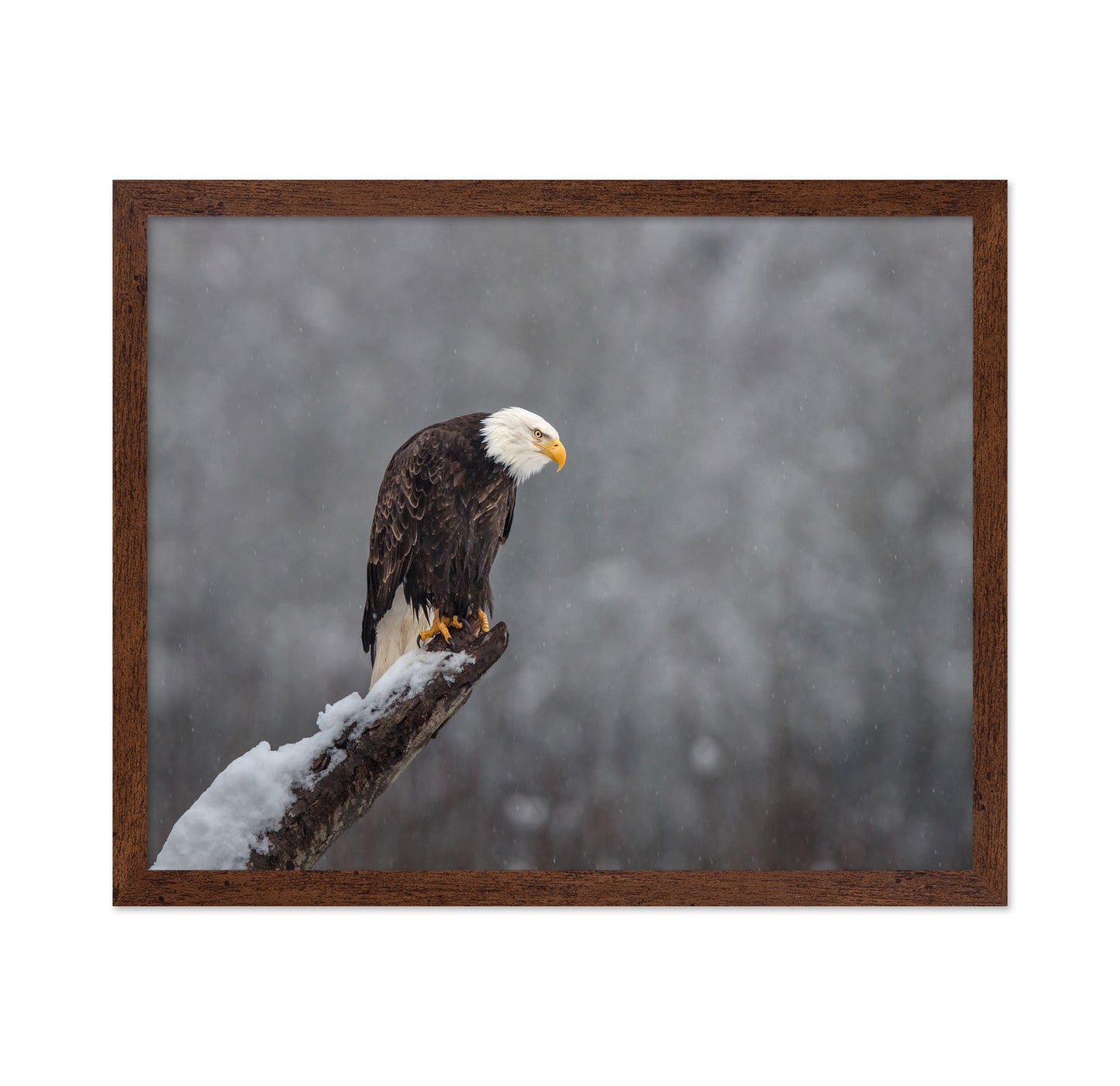 Snow On The Skagit