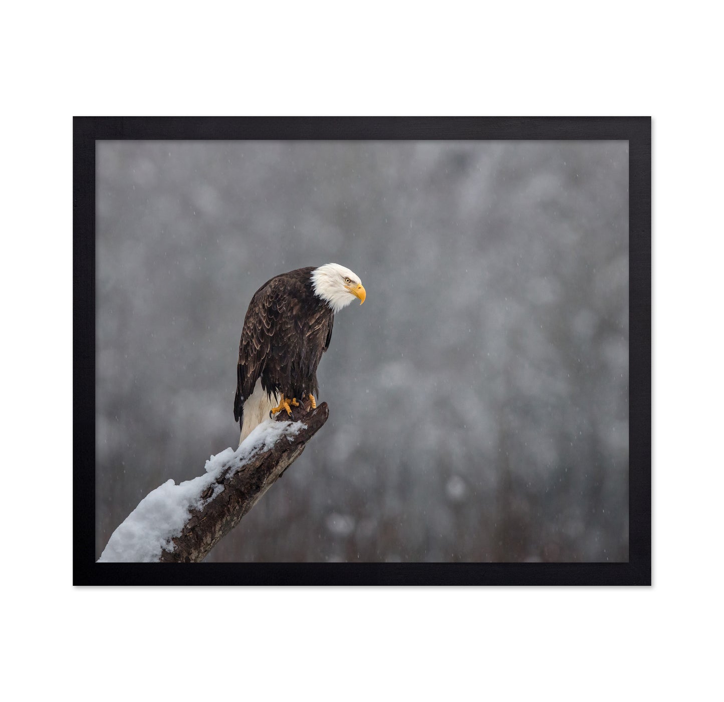 Snow On The Skagit