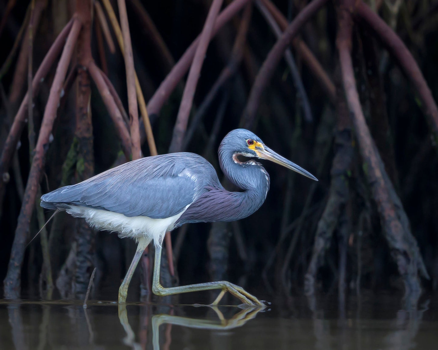 Stalking In The Mangroves