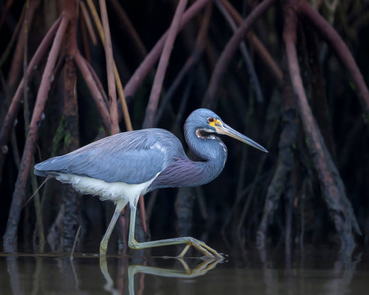 Stalking In The Mangroves
