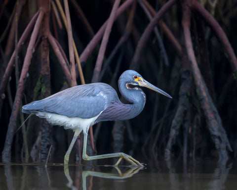 Stalking In The Mangroves