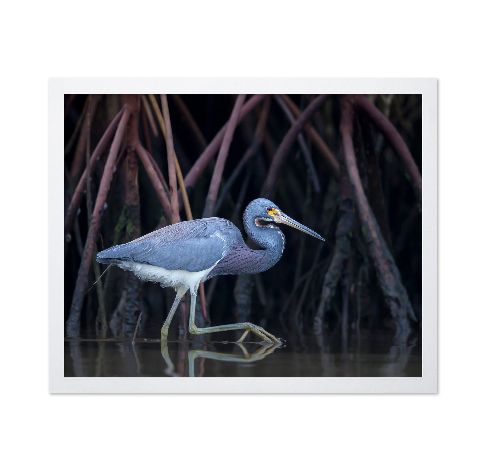 Stalking In The Mangroves