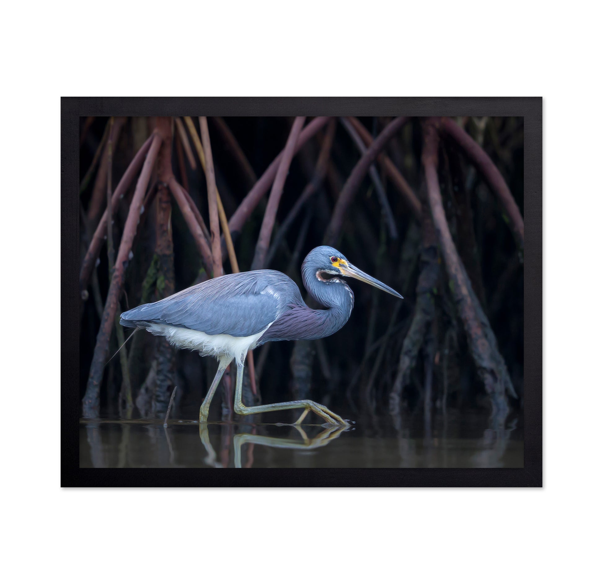 Stalking In The Mangroves