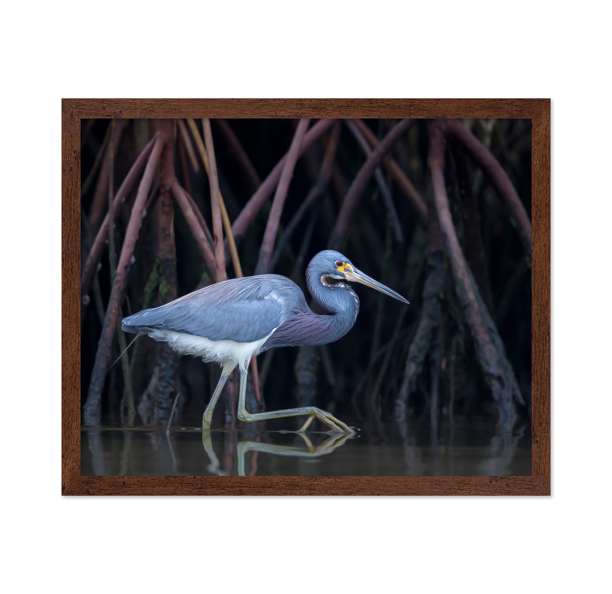 Stalking In The Mangroves