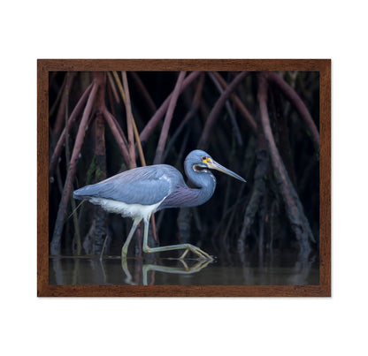 Stalking In The Mangroves