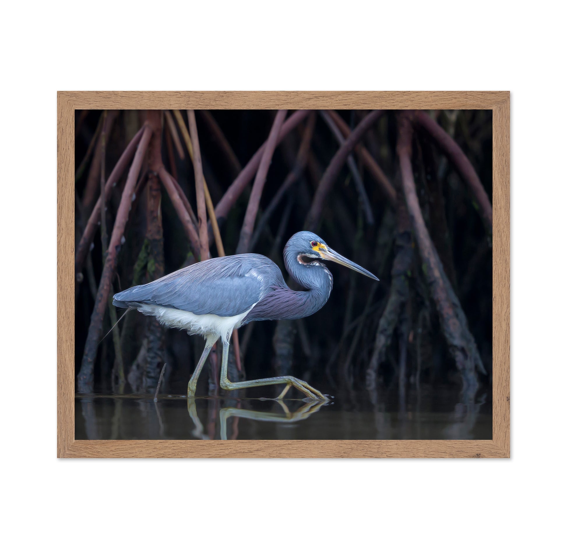 Stalking In The Mangroves