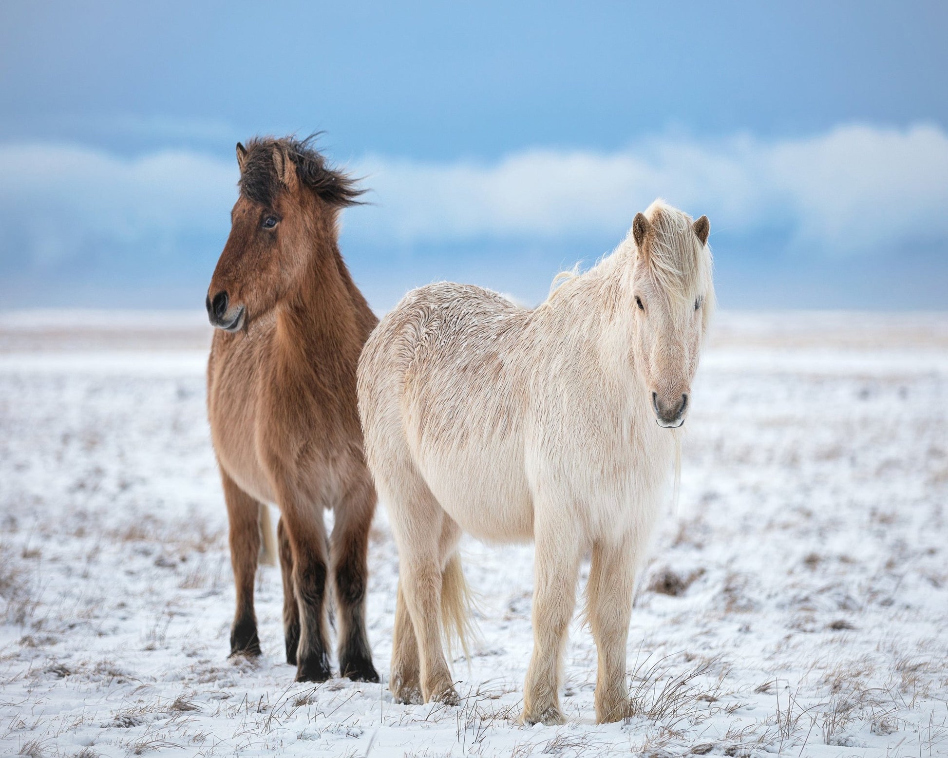 Icelandic Horses