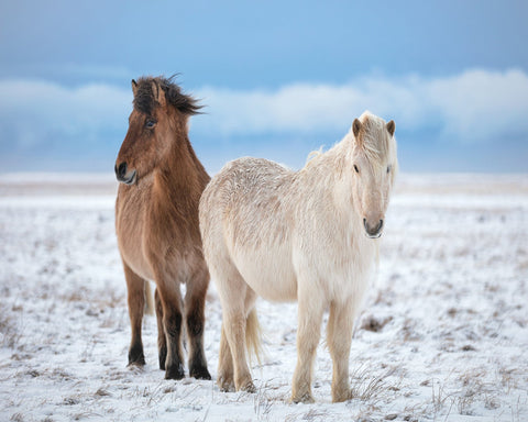 Icelandic Horses
