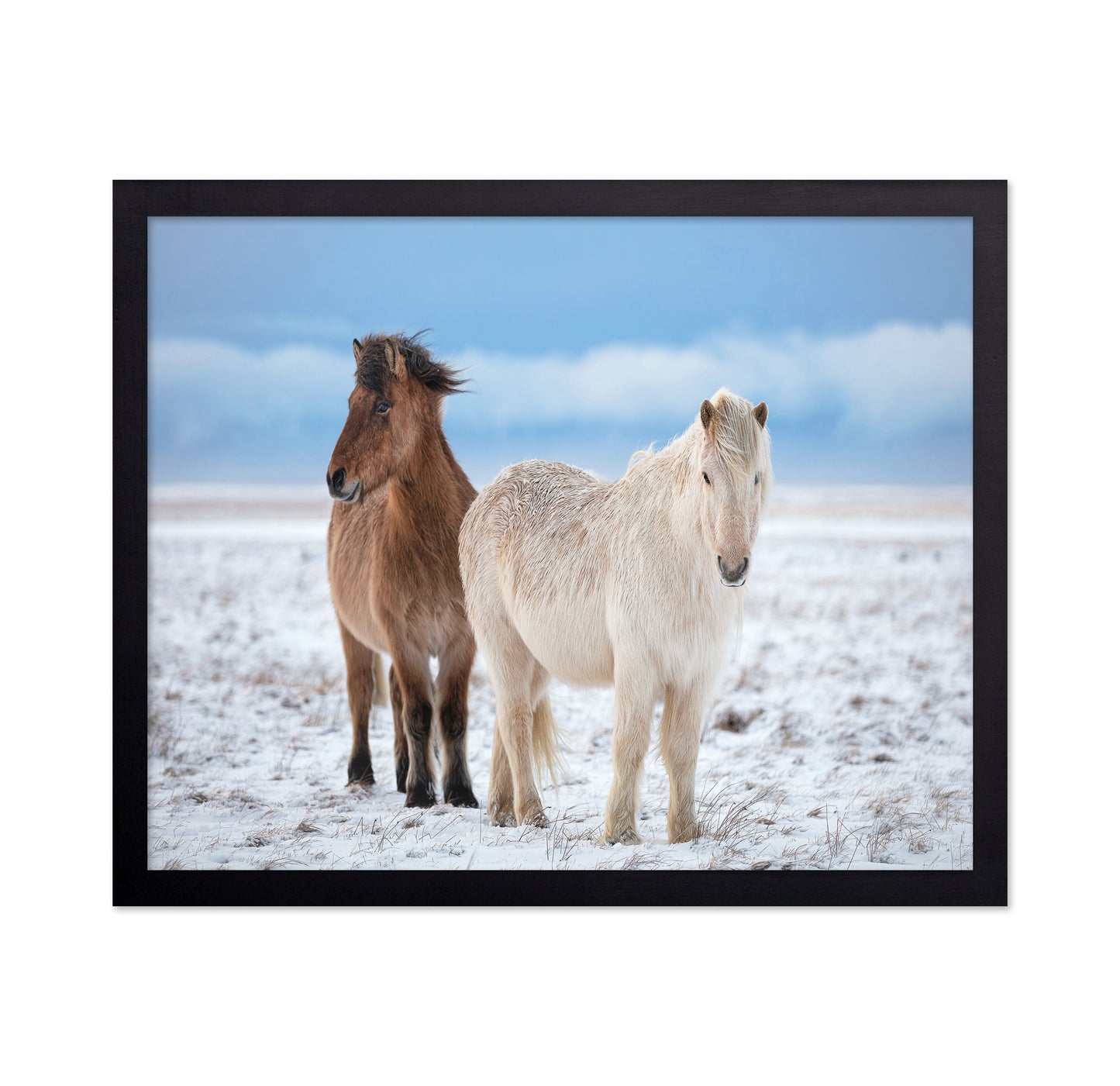 Icelandic Horses
