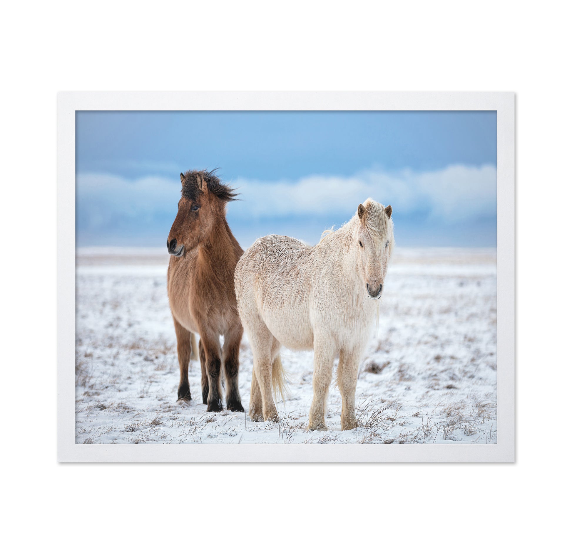 Icelandic Horses