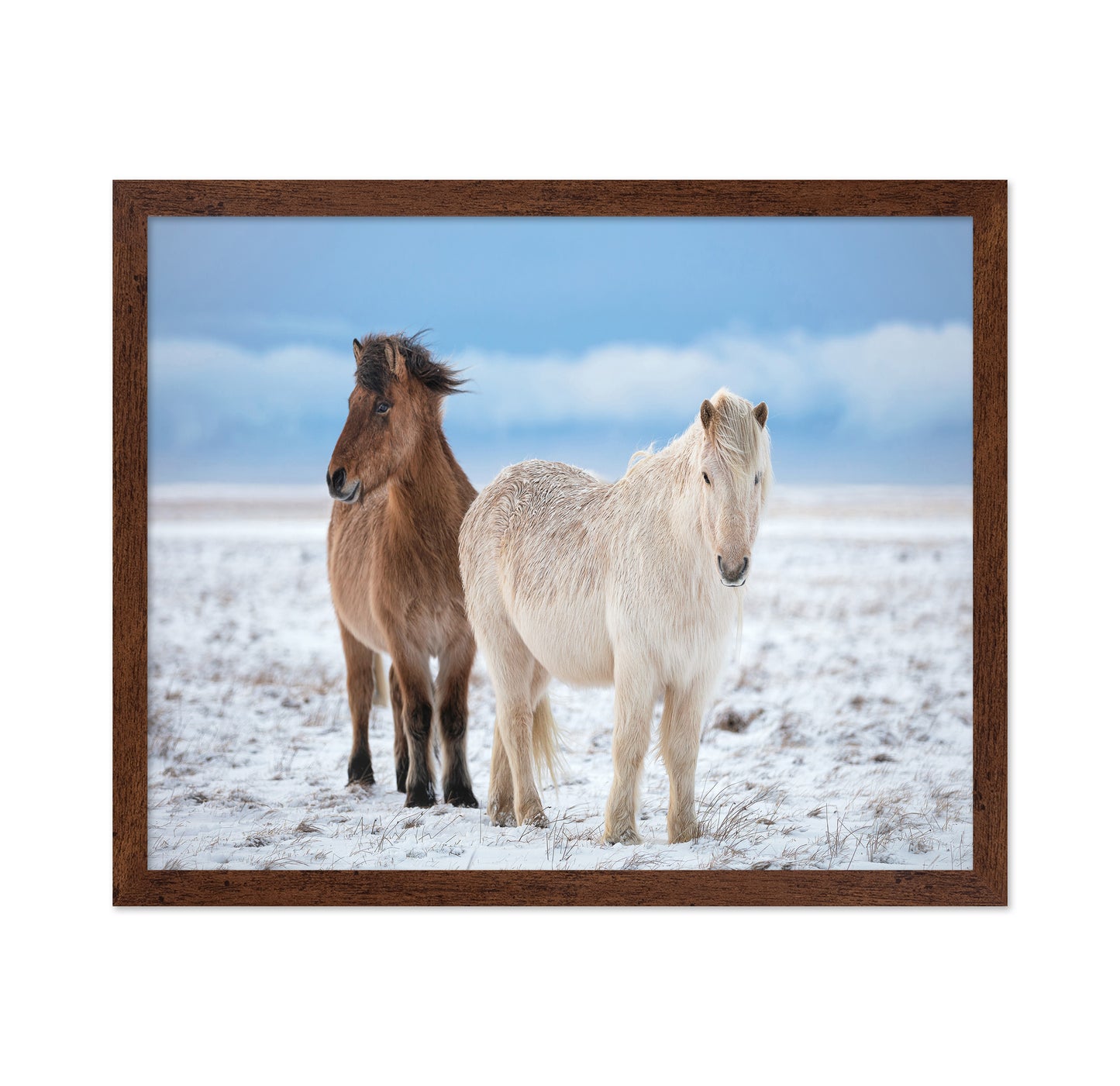 Icelandic Horses