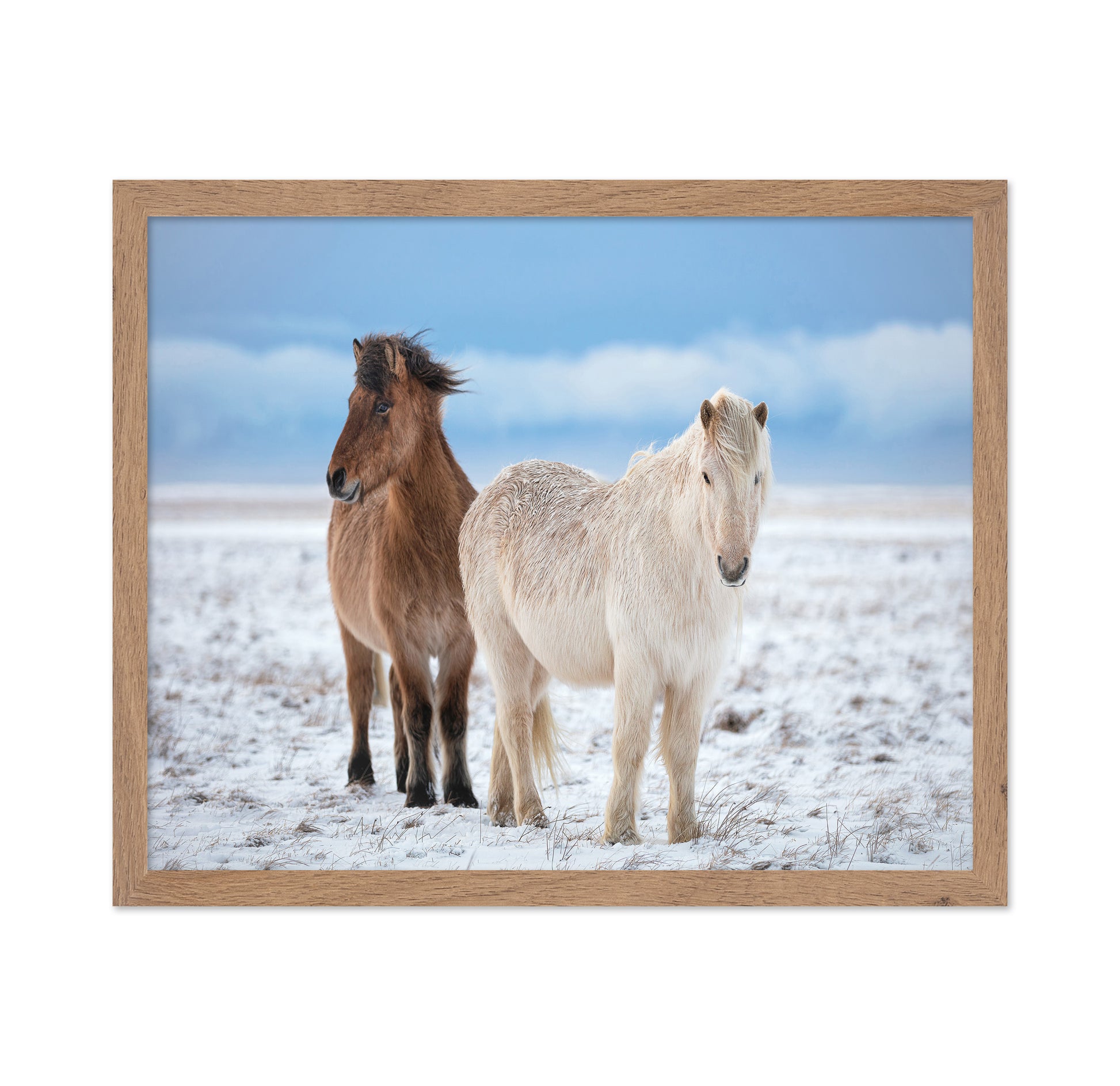 Icelandic Horses
