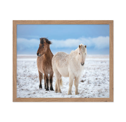 Icelandic Horses