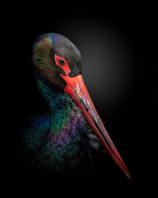 The Black Stork