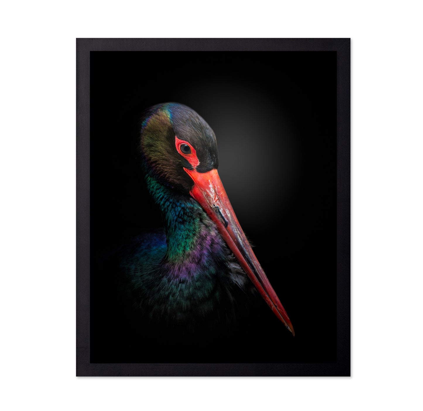 The Black Stork
