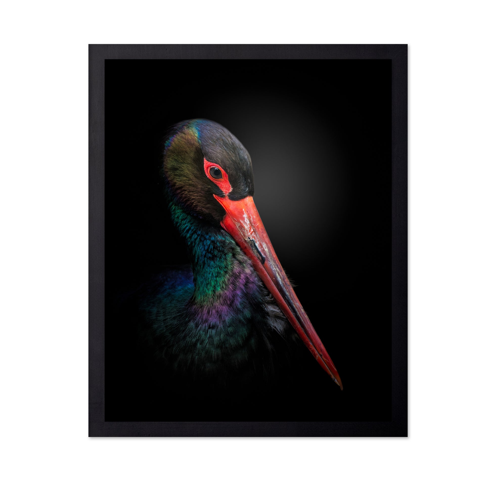 The Black Stork