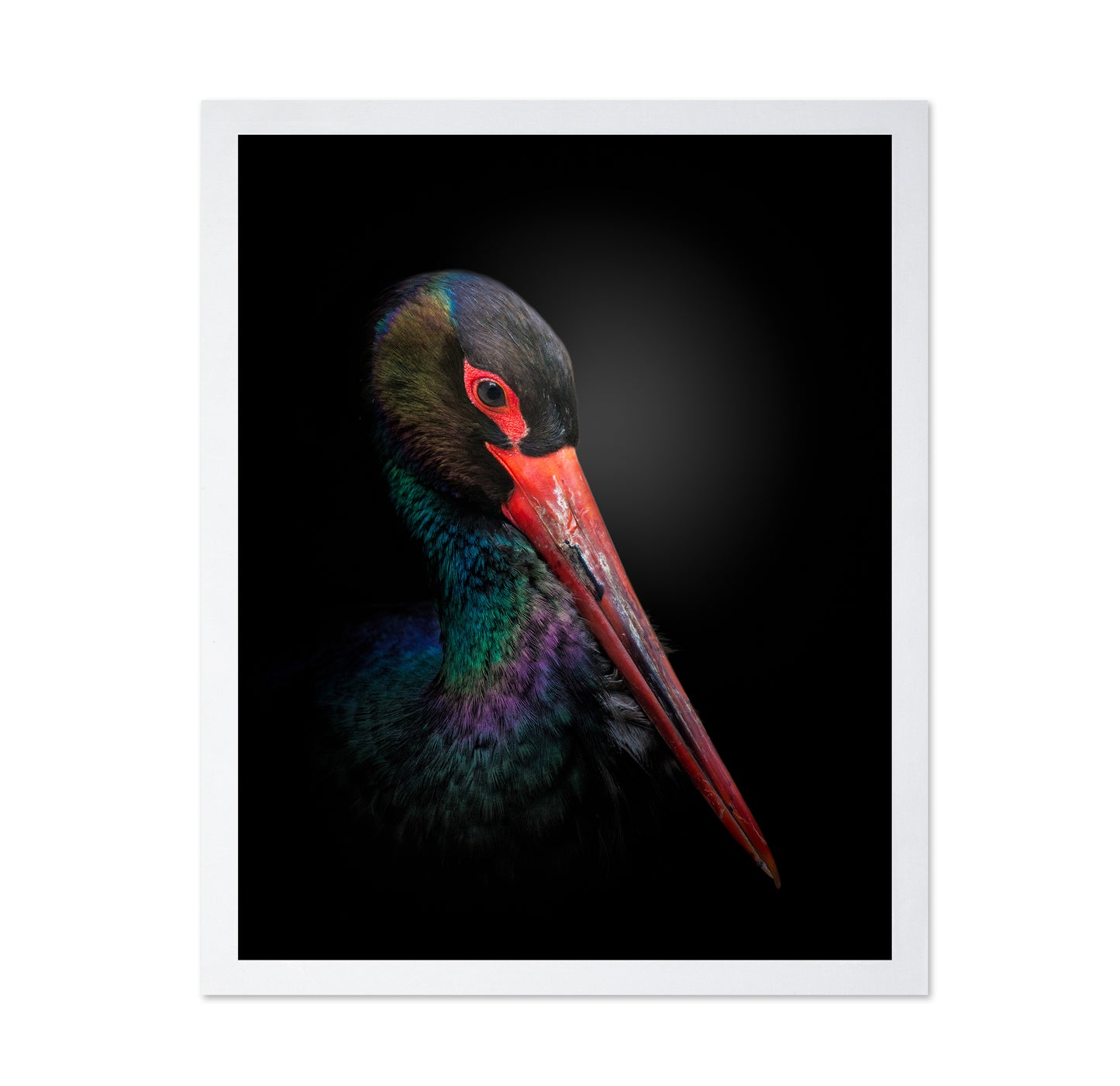 The Black Stork
