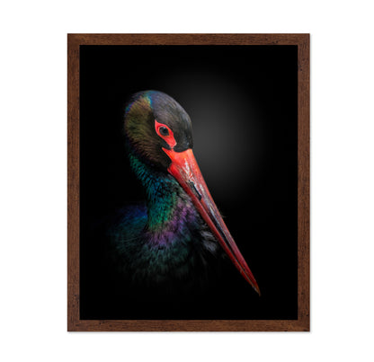 The Black Stork