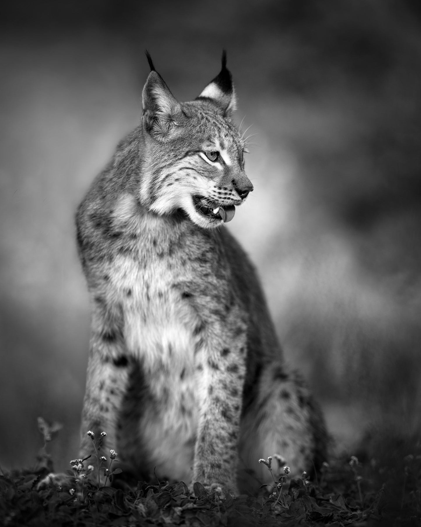 Monochrome Lynx