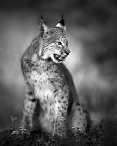 Monochrome Lynx