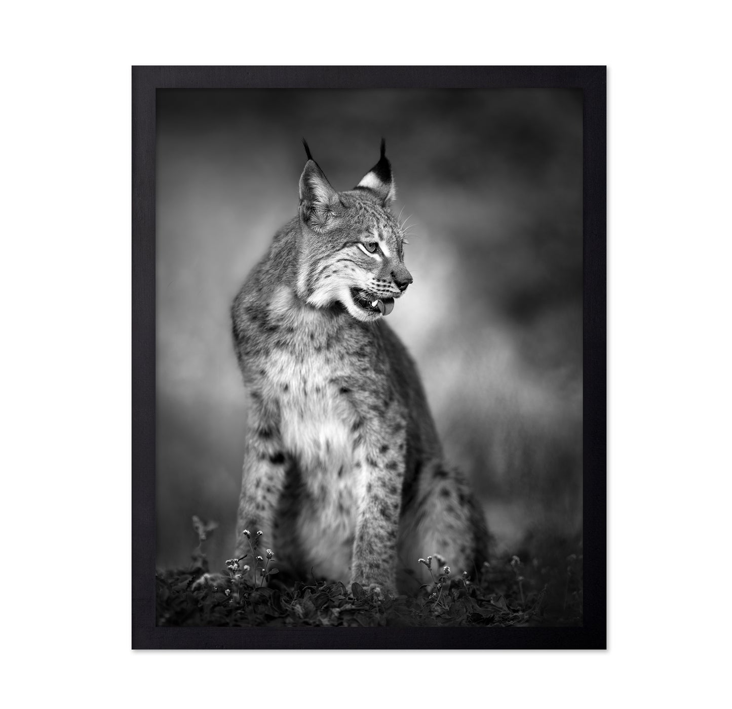 Monochrome Lynx