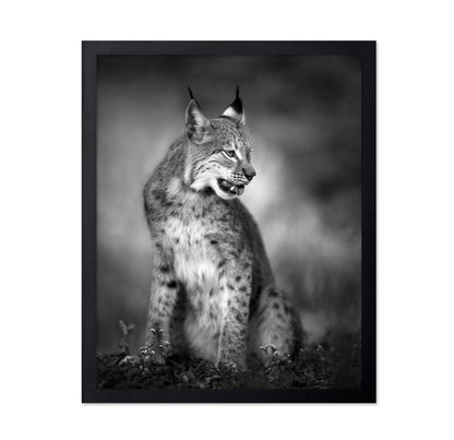 Monochrome Lynx