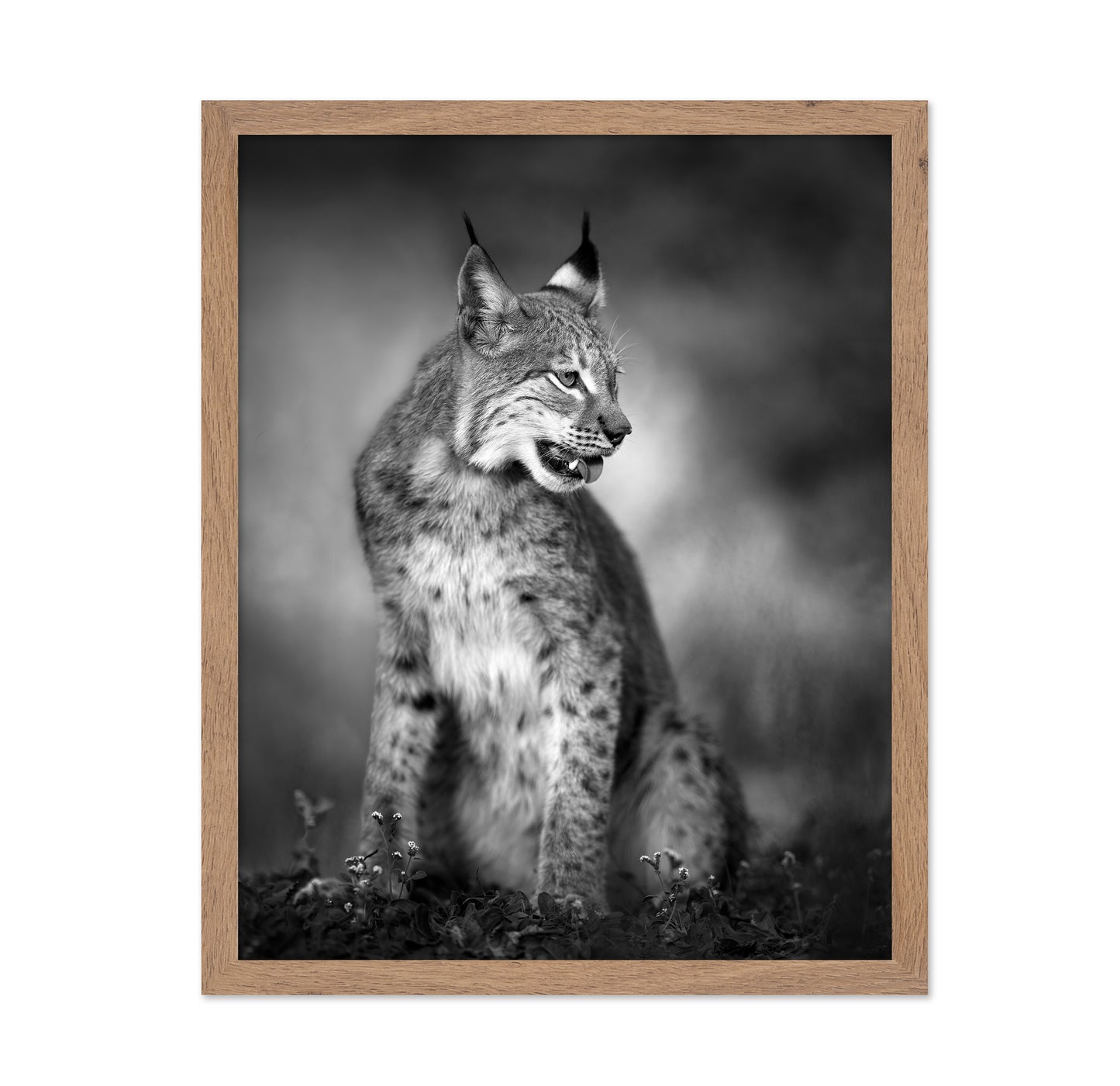 Monochrome Lynx
