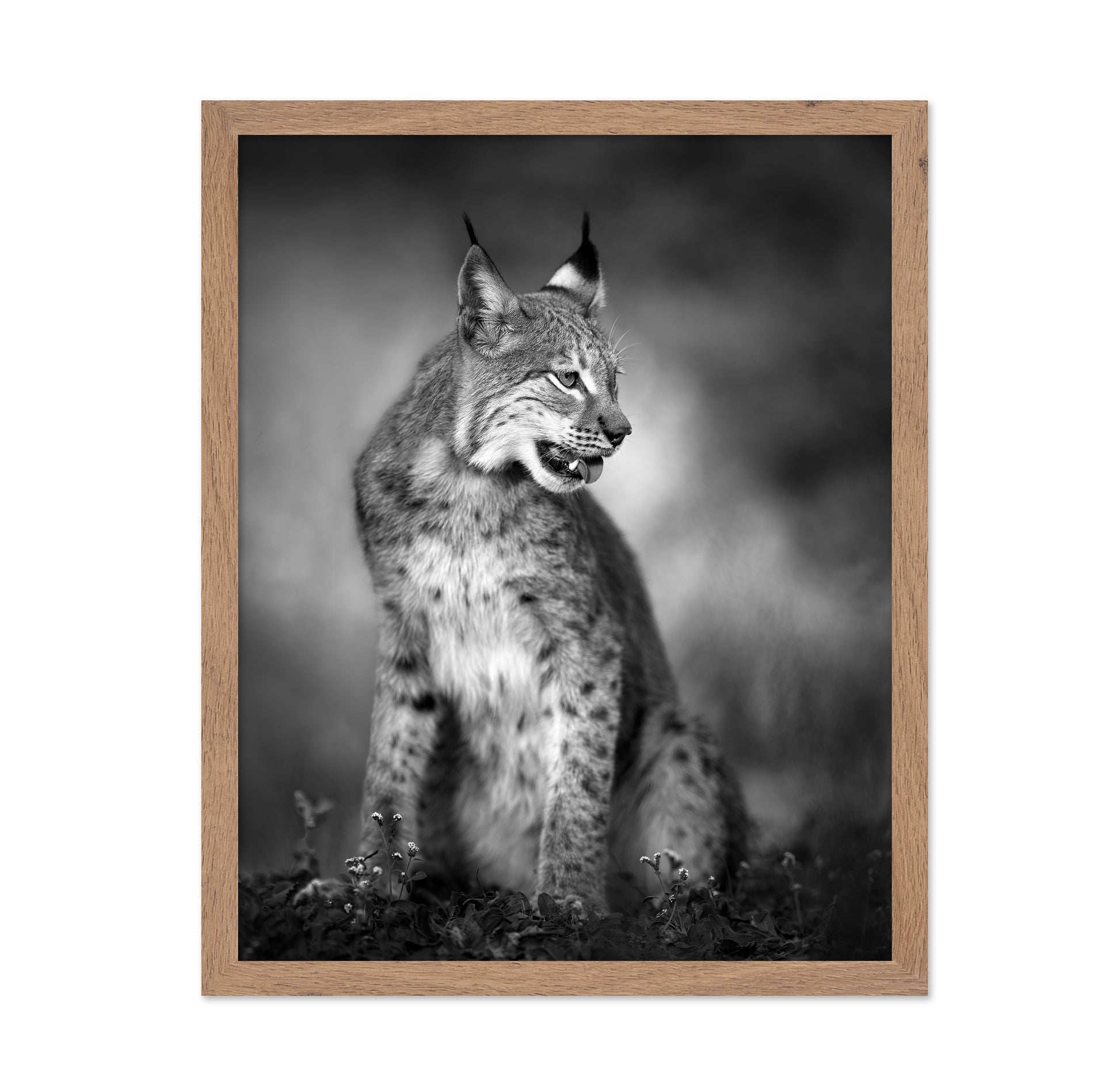 Monochrome Lynx
