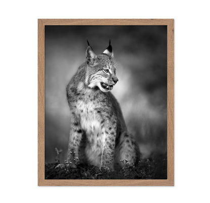 Monochrome Lynx