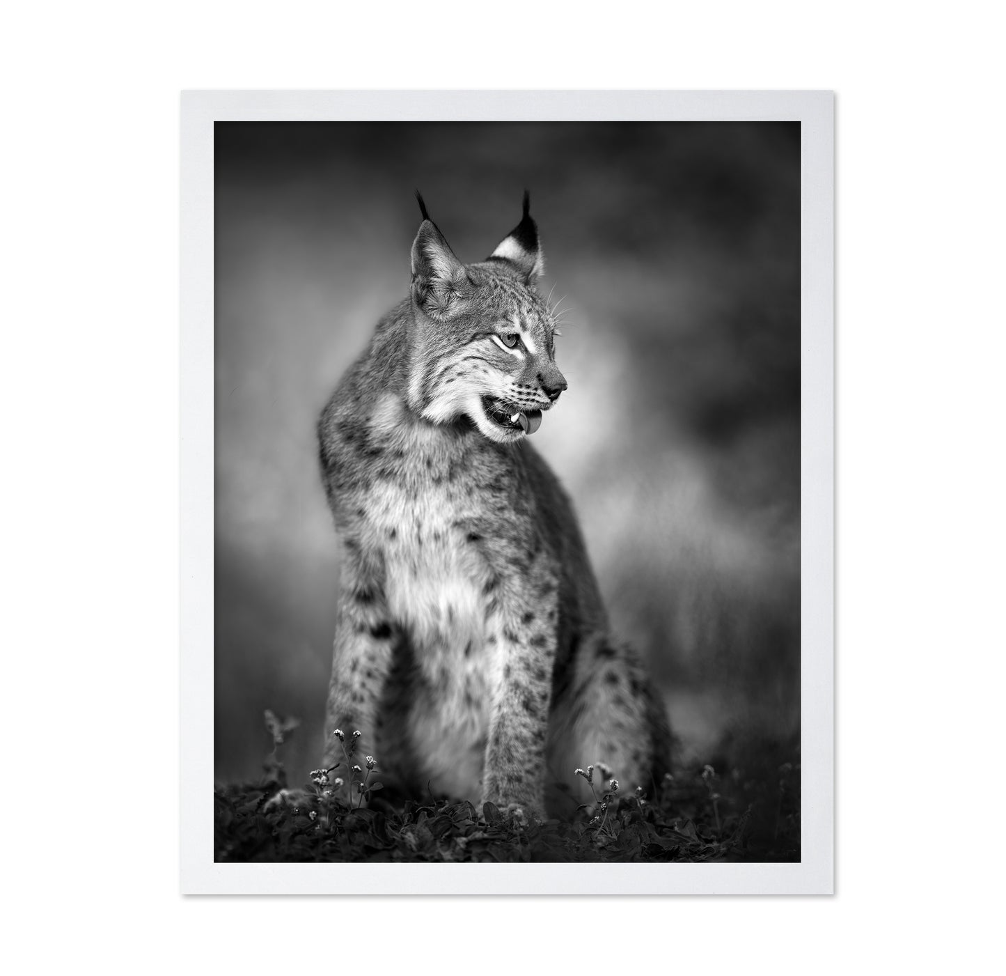 Monochrome Lynx