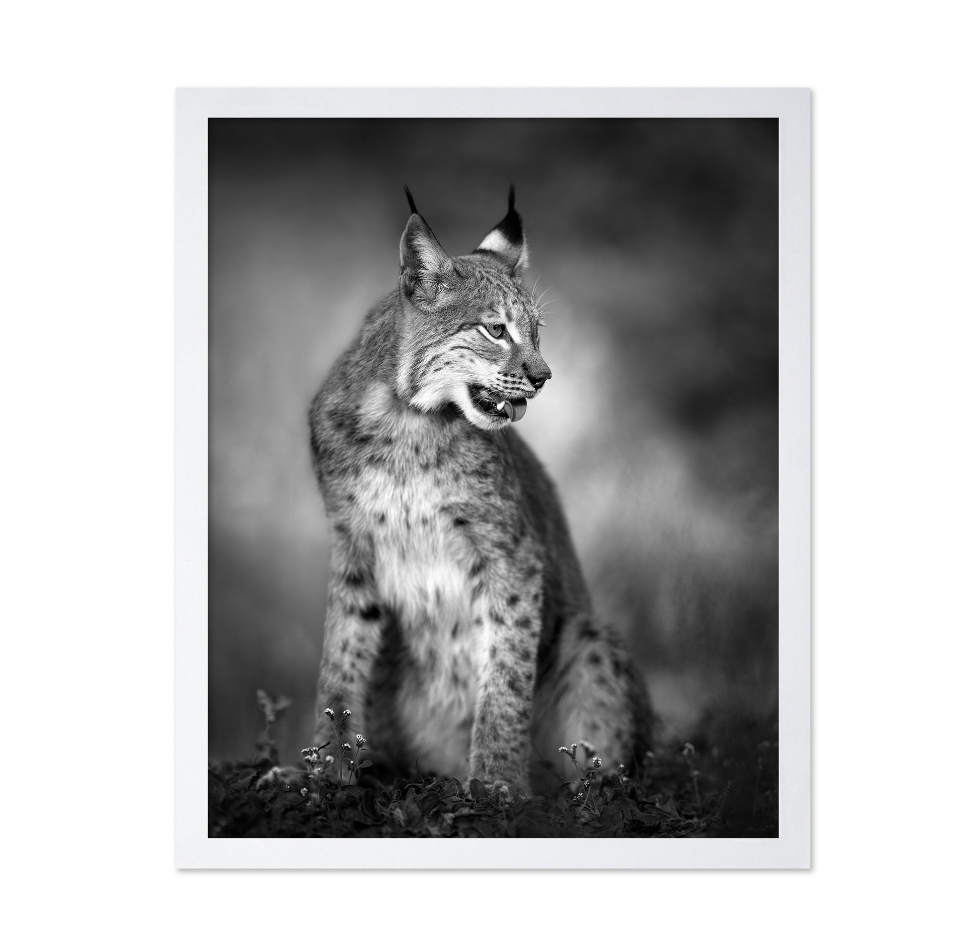 Monochrome Lynx